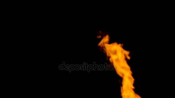 Fire flames on black background — Stock Video