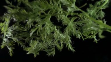 ağır çekimde siyah bir yüzeye düşen marul yaprağı