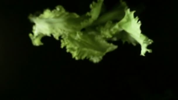 Hoja de lechuga cayendo sobre una superficie negra en cámara lenta — Vídeos de Stock