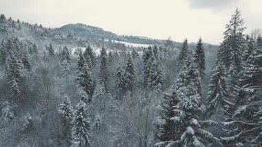 Havadan görünümü bir kış orman. tustan Karpatlar