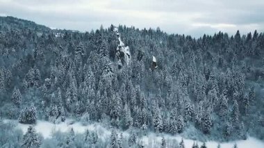 Havadan görünümü bir kış orman. tustan Karpatlar