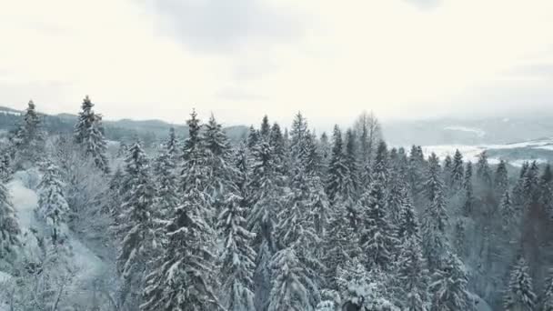 Inverno nelle montagne dei Carpazi. Colpo aereo ad alta quota . — Video Stock