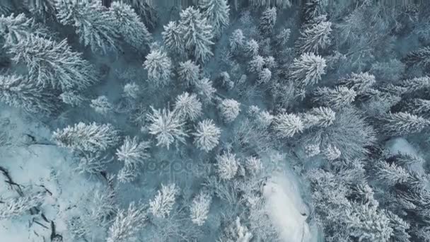 Vue aérienne d'une forêt d'hiver. Tustan Carpates. Vue de — Video