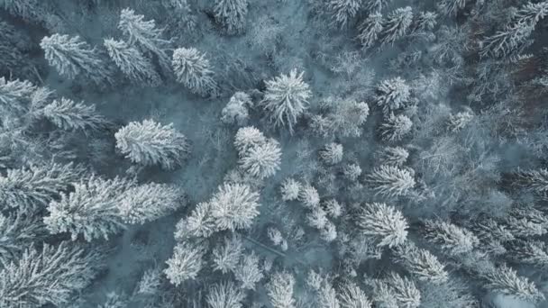 Vista aérea de uma floresta de inverno. Tustan Cárpatos. Vista de — Vídeo de Stock