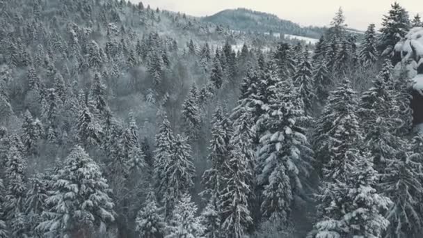 Vista aérea de un bosque de invierno. carpatos de tustán — Vídeo de stock