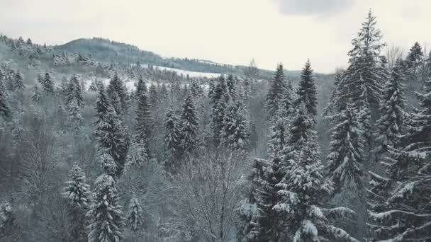Aerial view of a winter forest. tustan carpathians — Stock Video