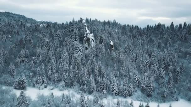 Flygfoto över en vinter skog. tustan Karpaterna — Stockvideo