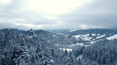 Kış kar ağaçlar. Havadan görünümü üzerinden uçmak. tustan