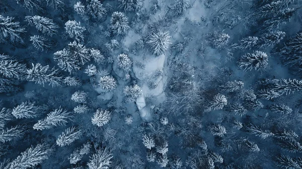 눈의 무인 항공기 사진 리투아니아에서 겨울 눈보라 후 상록 나무 덮여. — 스톡 사진