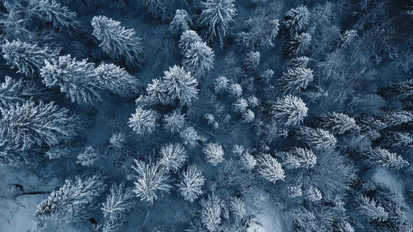 Drohnenfoto von schneebedeckten immergrünen Bäumen nach einem Winterschneesturm in Litauen. — Stockfoto