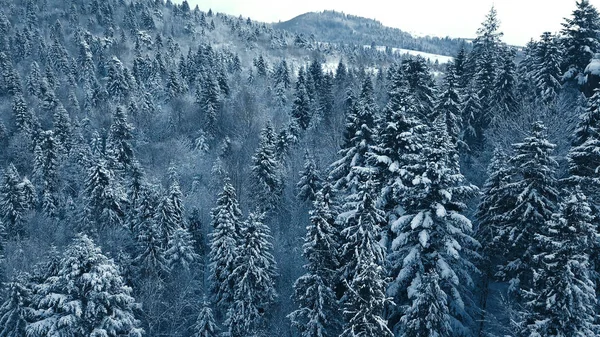 Drone zdjęcie śniegu objętych wiecznie zielone drzewa po zimowych blizzard na Litwie. — Zdjęcie stockowe
