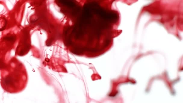 Rote Tinte wie Blut ins Wasser gefallen, Zeitlupe auf weißem Hintergrund — Stockvideo