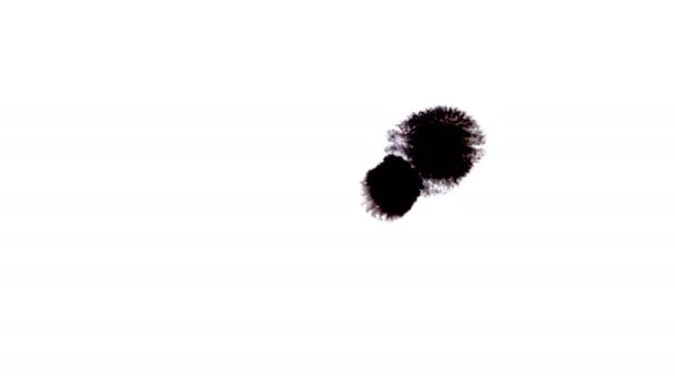 백색 잉크 피 꽃 블랙 확장에 잉크 방울 — 비디오