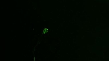 siyah zemin üzerine yeşil mürekkep bulut