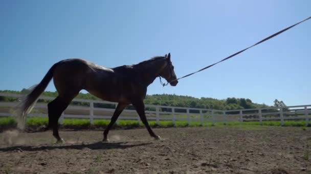 Entrenamiento del caballo corriendo en un pequeño círculo — Vídeo de stock