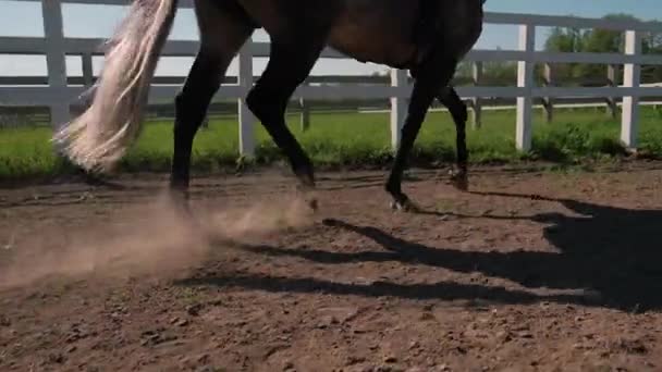jeune homme cheval ferme animal avec ciel bleu en arrière-plan. Mouvement lent 