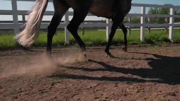 Jovem montar cavalo fazenda animal com céu azul no fundo. Movimento lento — Vídeo de Stock