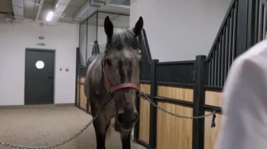 Profesyonel erkek binicilik binici at terbiyesi eğitim veya rekabet için hazırlanın
