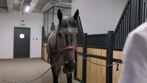 Профессиональный всадник седлает лошадь для выездки на тренировках или соревнованиях — стоковое видео