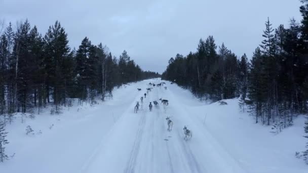 Aerial view of herd of reindeer, which ran on snow in Norway road — Stock Video