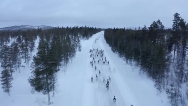 Aerial view of herd of reindeer, which ran on snow in Norway road — Stock Video