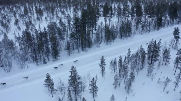 Вид с воздуха на стадо северных оленей, которое бежало по снегу в Норвегии — стоковое видео