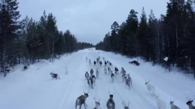Aerial view of herd of reindeer, which ran on snow in Norway road
