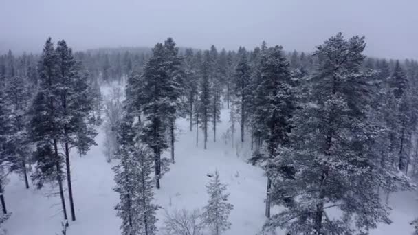 Volare attraverso enormi alberi di montagna la sera con forti nevicate e nebbia in montagna in inverno in Norvegia . — Video Stock