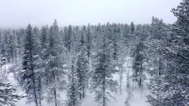 Volando a través de enormes árboles de montaña en la noche en fuertes nevadas y niebla en las montañas en el invierno en Noruega . — Vídeo de stock