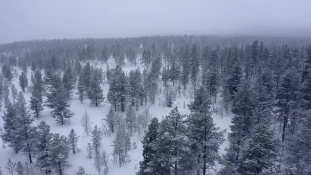 Uitzicht op de drone vanuit de lucht in het bergwoud. Winterlandschap. Vlieg over bevroren Snowy Fir en dennenbomen — Stockvideo