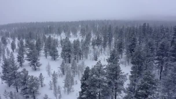 Flygdrönare utsikt i fjällskog. Vinterlandskap. Flyg över frusna snöiga Fir och tallar — Stockvideo