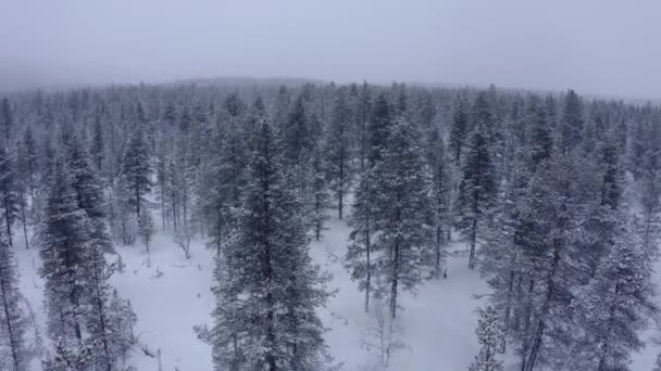 Воздушный беспилотник в горном лесу. Зимний пейзаж. Летать над замерзшими снежными елками и соснами — стоковое видео