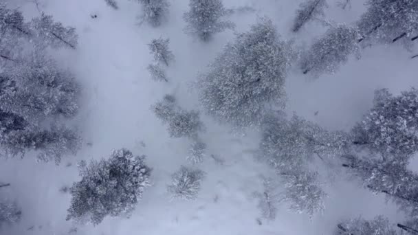 Aerial shoot of snow covered evergreen trees after a winter blizzard — 비디오