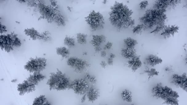 Flygfotografering av snötäckta vintergröna träd efter en vintersnöstorm — Stockvideo