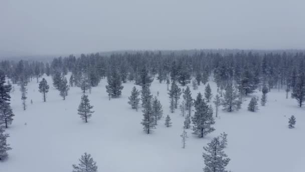 Повітряний безпілотний вид в гірському лісі. Зимовий пейзаж. Лети над замороженими сніжними ялинами і сосновими деревами — стокове відео