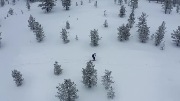 Vuelo aéreo de nieve cubierto de árboles perennes después de una marea de invierno. — Vídeos de Stock