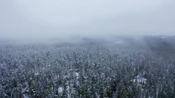 Aerial drone view in mountain forest. Winter landscape. Fly over Frozen Snowy Fir and Pine trees — Stock Video