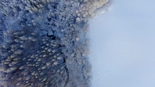 Повітряна зграя снігу покрита вічнозеленими деревами після зимової бурі — стокове відео