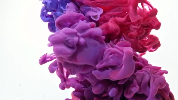 Red and blue paint forming thick, inky pink, blue and purple clouds in clear water against a white background, — Stock Video