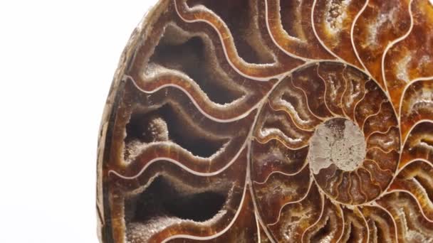 Probe eines schönen natürlichen rohen pyritisierten Ammoniten auf weißem Hintergrund — Stockvideo