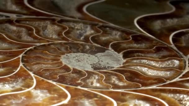 Fossiler spiralförmiger Schneckenstein echte antike versteinerte Muschel. Fossiliensteine im Museum — Stockvideo