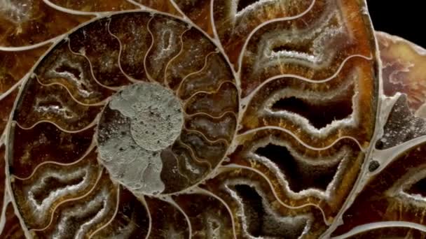 Ammonit fossil inbäddad i sten, verklig forntida förstenade skal. — Stockvideo