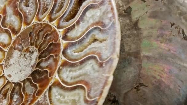 Pedra de caracol espiral fóssil verdadeira concha petrificada antiga. Pedras fósseis no museu — Vídeo de Stock
