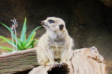 Meerkat (Surikate) Melbourne Zoo, Avustralya bulundu