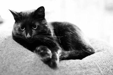 Kara kedi. Siyah-beyaz fotoğraf