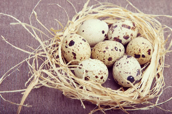Kwartel eieren in een nest. Macro weergave — Stockfoto