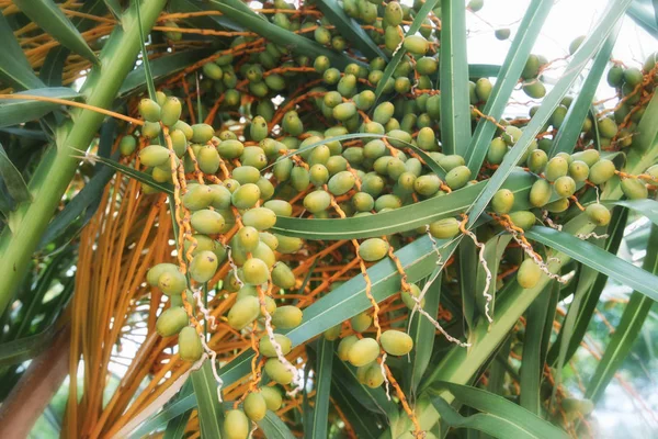 Зеленая маслина — стоковое фото