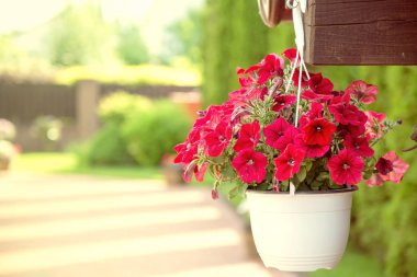 Tencerede güzel Petunya çiçek