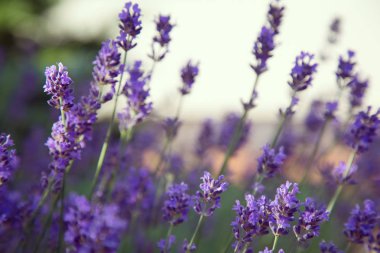 Günbatımı üzerinde mor lavanta