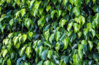 Yeşil bırakın. Yaprak doku arka plan